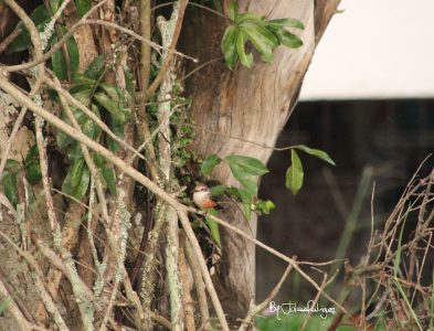 Ave By Julián Rodríguez