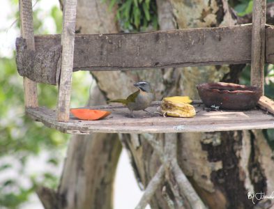 Ave casita By Julián Rodríguez