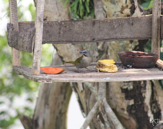 Ave casita By Julián Rodríguez