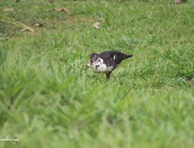 Pato By Julián Rodríguez