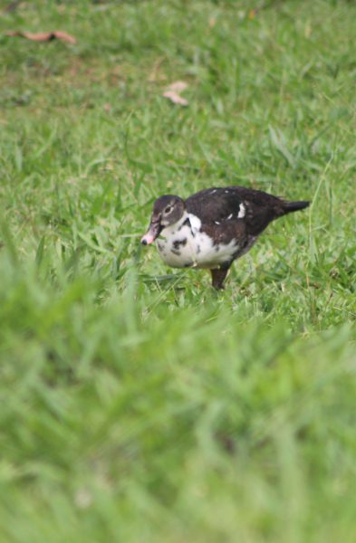 Pato By Julián Rodríguez