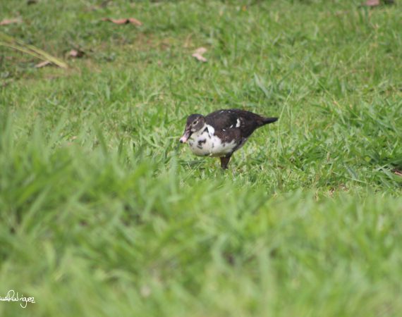 Pato By Julián Rodríguez