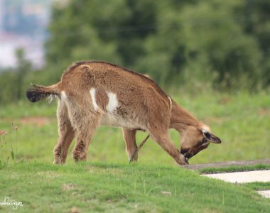 En Acción By Julián Rodríguez