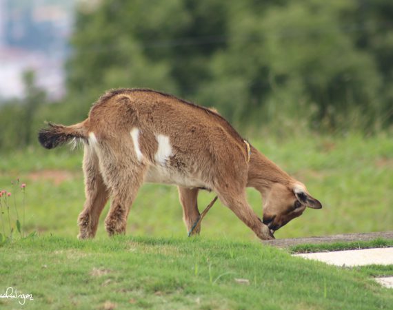 En Acción By Julián Rodríguez