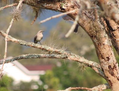 Ave en árbol By Julián Rodríguez