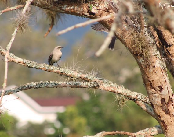Ave en árbol By Julián Rodríguez