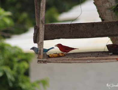 Pareja By Julián Rodríguez