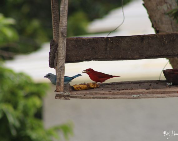 Pareja By Julián Rodríguez