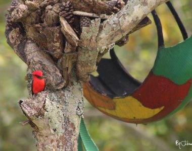 Liberal 1 By Julián Rodríguez