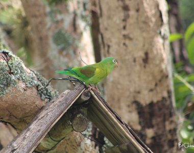 Loro By Julián Rodríguez