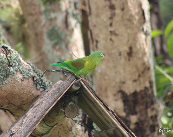Loro By Julián Rodríguez