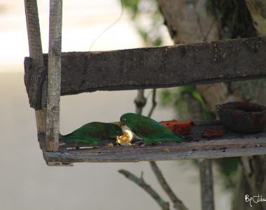 Pareja loros by Julián Rodríguez