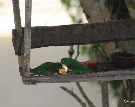 Pareja loros by Julián Rodríguez