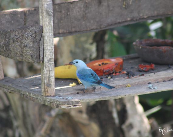 Azulejo 1 By Julián Rodríguez
