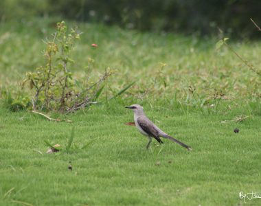Ave en pasto By Julián Rodríguez