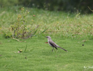 Ave en pasto By Julián Rodríguez