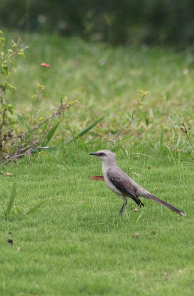 Ave en pasto By Julián Rodríguez