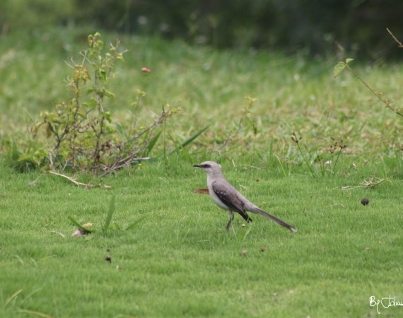 Ave en pasto By Julián Rodríguez