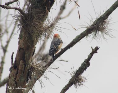 Combinado By Julián Rodríguez