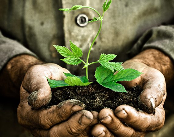 New Plants developed